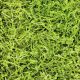 SizzlePak Lime Green
