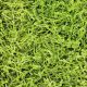 SizzlePak Lime Green